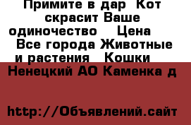 Примите в дар. Кот скрасит Ваше одиночество. › Цена ­ 0 - Все города Животные и растения » Кошки   . Ненецкий АО,Каменка д.